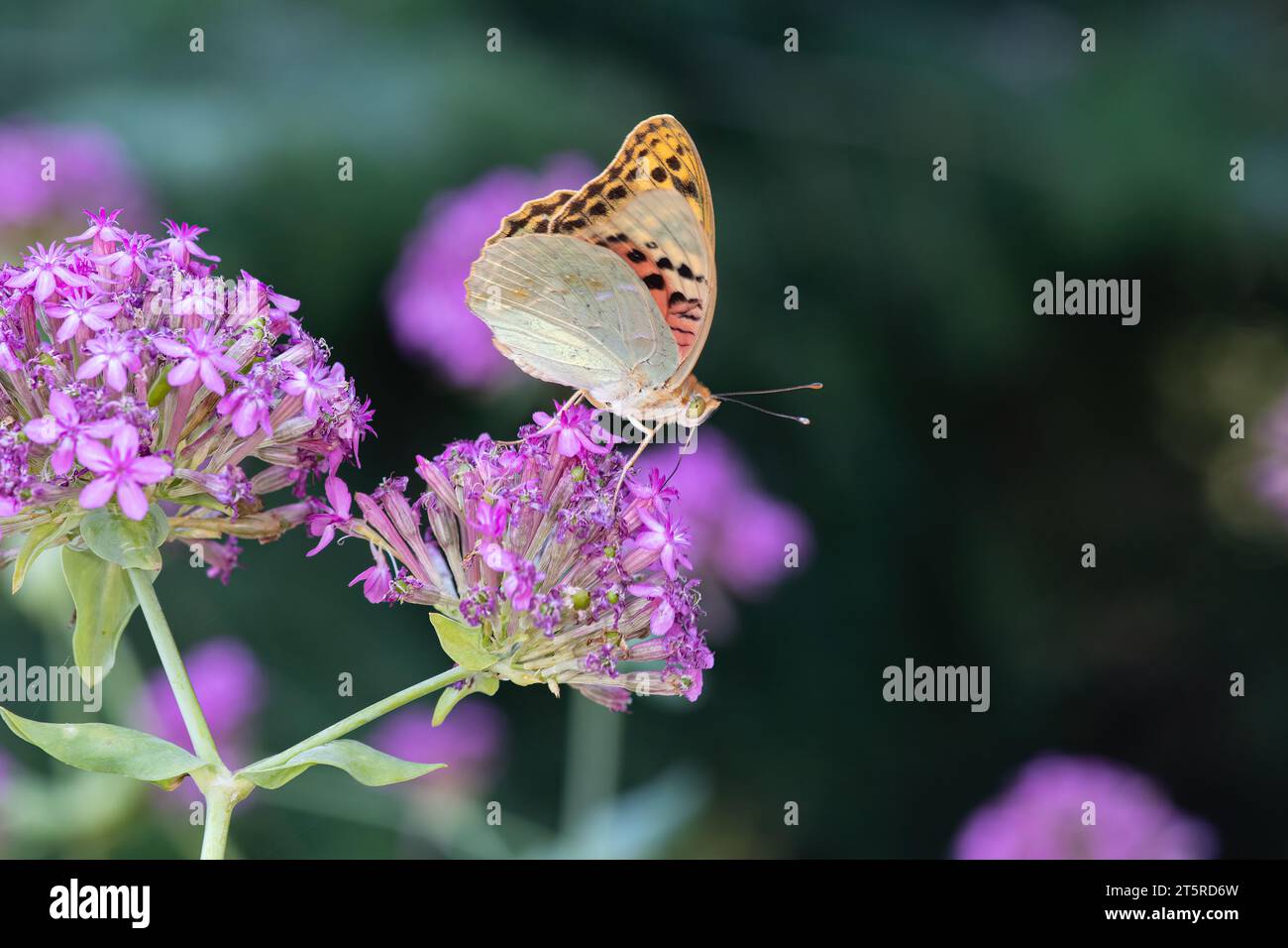 La fritillaire méditerranéenne (Argynnis Pandora) est un papillon qui vole très vite en terrain dégagé. Papillon sur une fleur rose. Banque D'Images