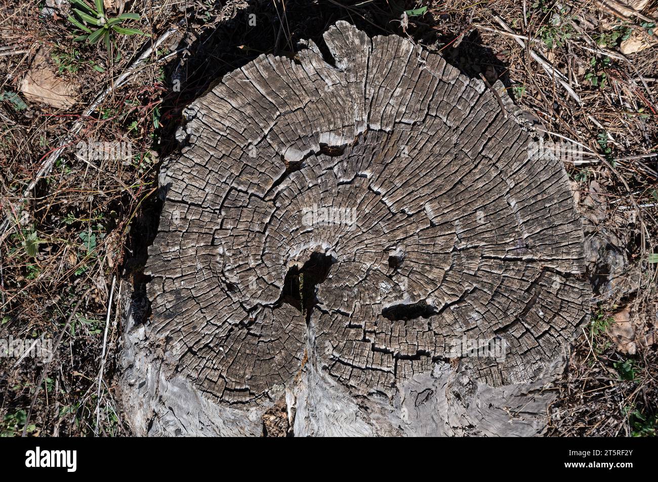 La texture naturelle d'un pin brun coupé dans la nature. Banque D'Images