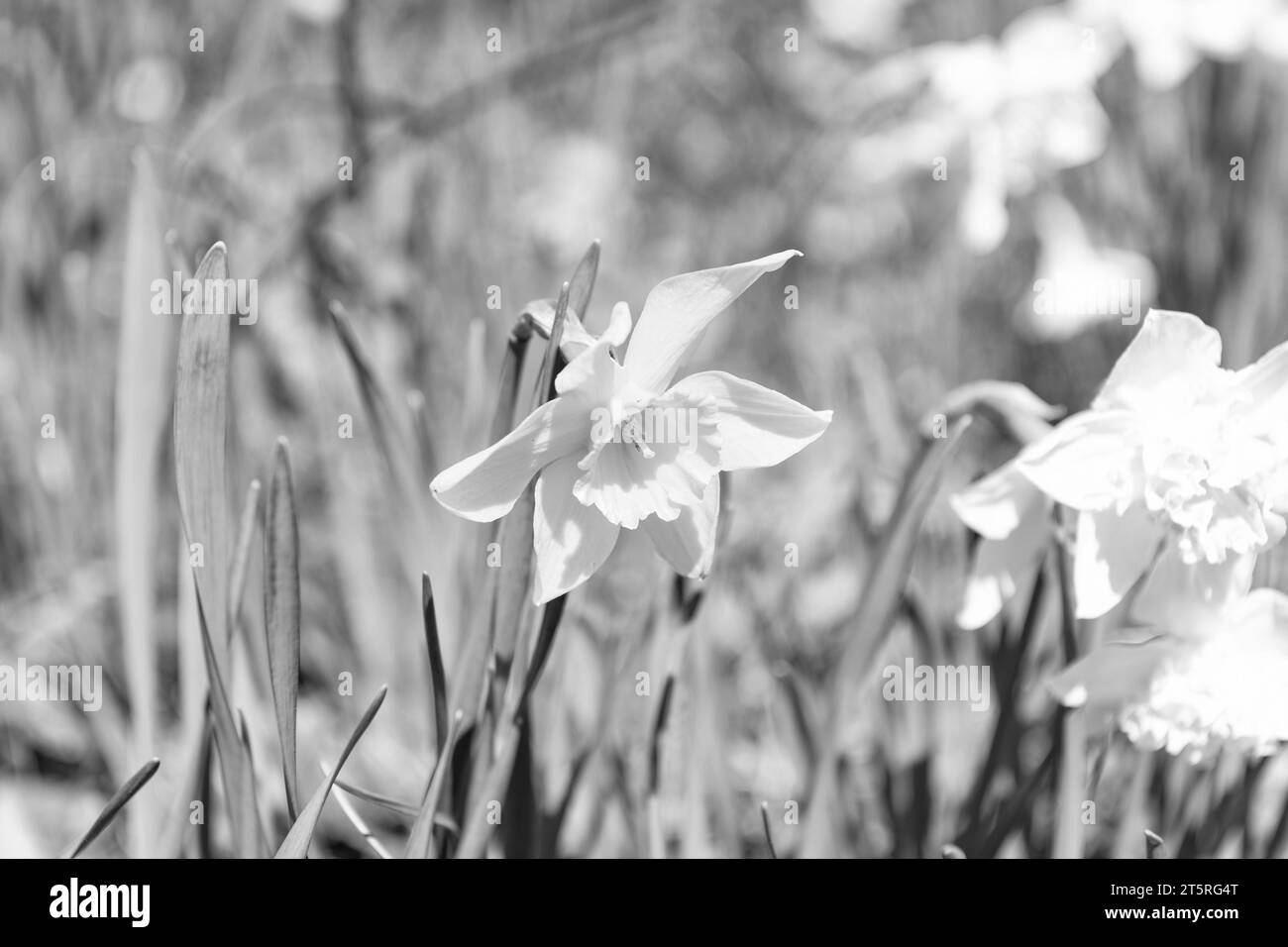 les narcisses jaunes fleurissent en été. photo de la fleur de narcisse. narcisse fleurit au printemps. Banque D'Images