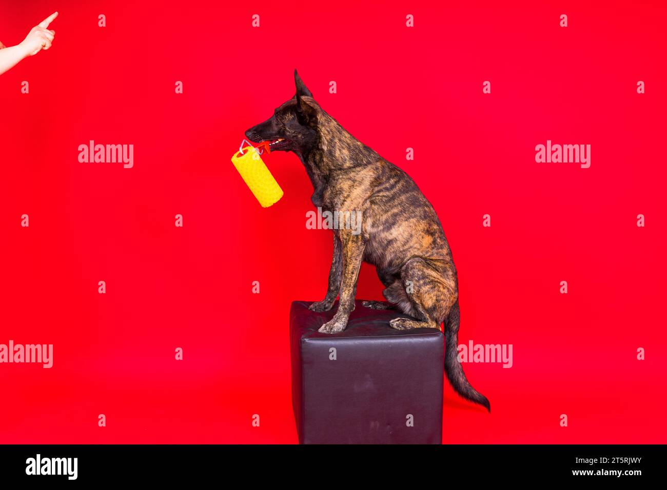 Chien berger hollandais jouant avec un rouleau de peinture dans la salle rouge. Concept de rénovation Banque D'Images