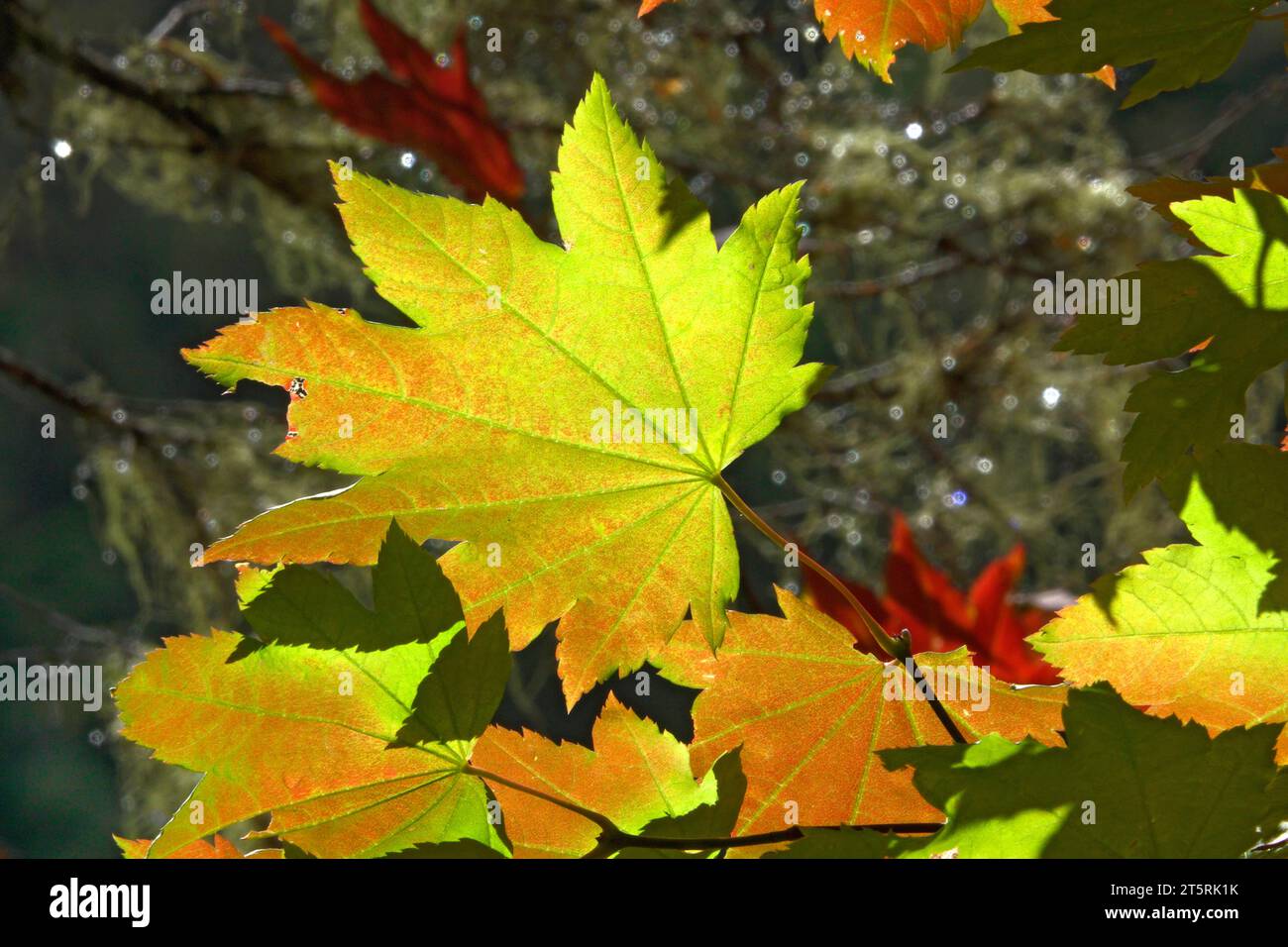 Les feuilles d'érable de vigne virent au rouge et à l'or au début d'octobre dans les montagnes Cascade centrales près de la rivière North Santiam en Oregon. Banque D'Images