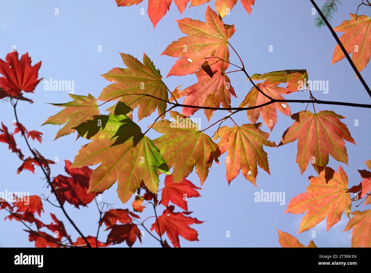 Les feuilles d'érable de vigne virent au rouge et à l'or au début d'octobre dans les montagnes Cascade centrales près de la rivière North Santiam en Oregon. Banque D'Images