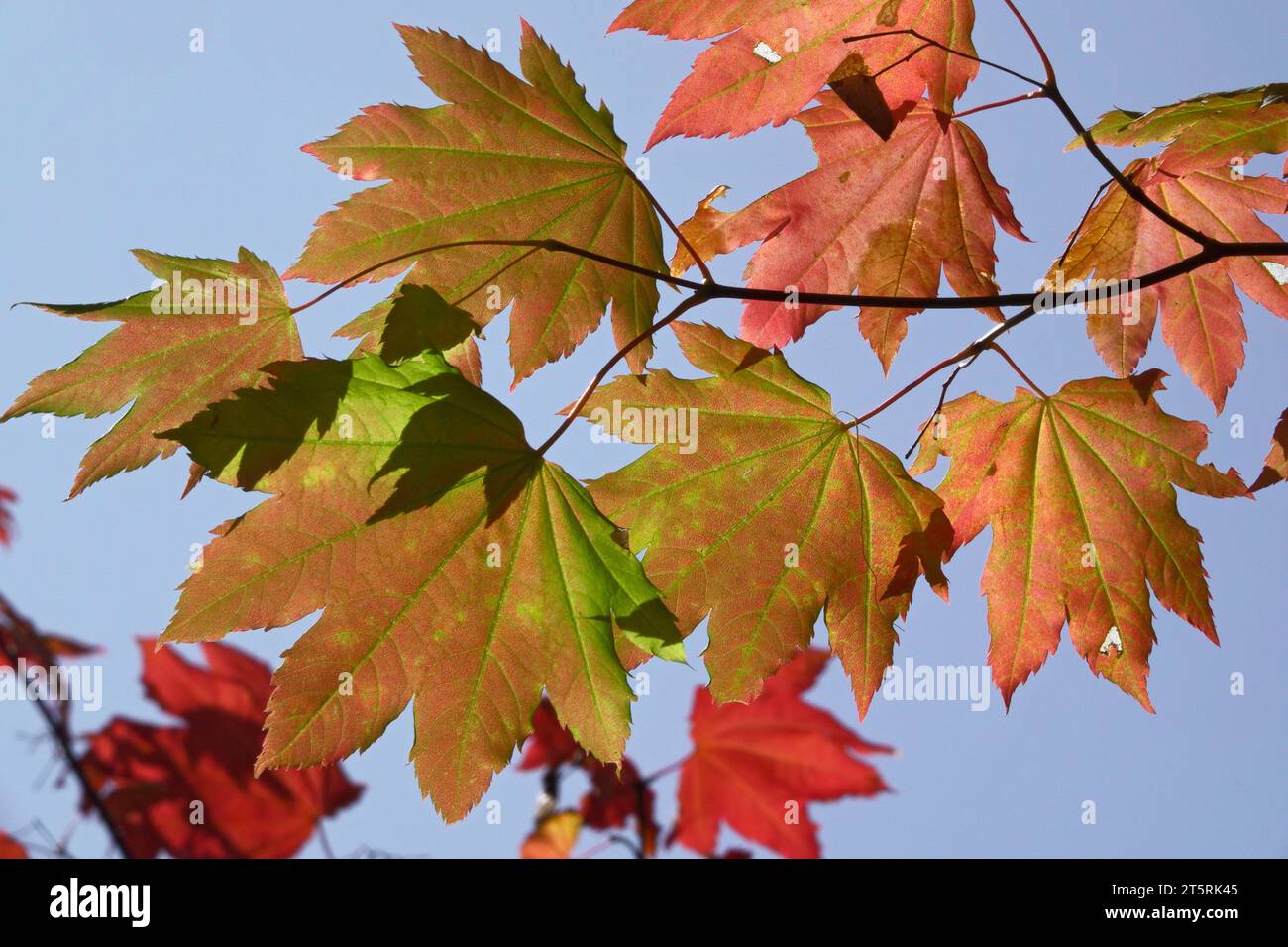 Les feuilles d'érable de vigne virent au rouge et à l'or au début d'octobre dans les montagnes Cascade centrales près de la rivière North Santiam en Oregon. Banque D'Images