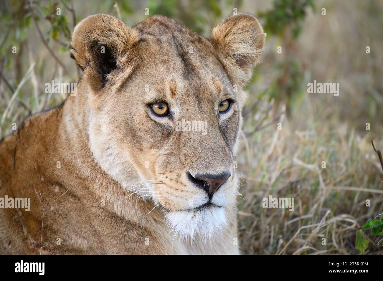 Lionne dans le cratère du Ngorongoro se détendant tôt le matin Banque D'Images