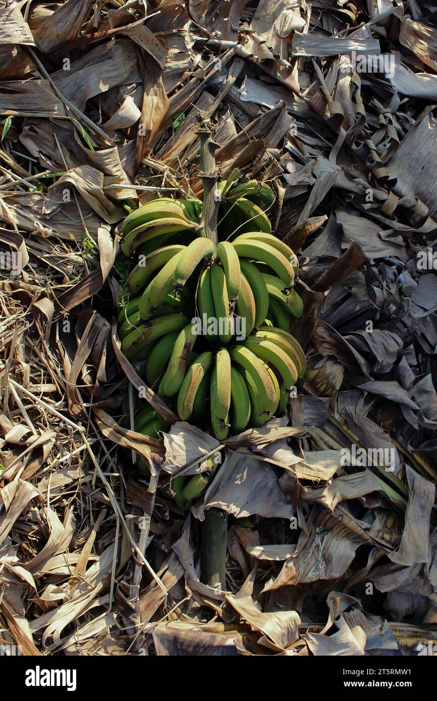 Grappe de bananes biologiques avec des grappes de bananes mûrissant, collectées et disposées sur le sol sur des feuilles de bananier sèches dans un verger. Banque D'Images