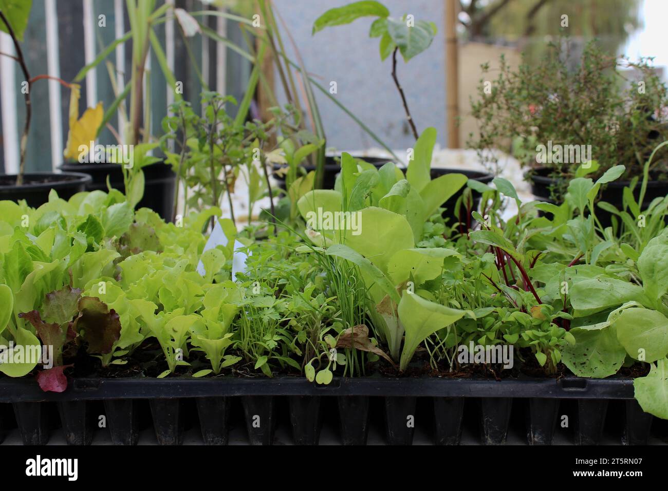 Vue latérale d'un lit de semence en plastique noir avec divers plants de légumes, y compris la laitue, betterave, échalotes, persil, coriandre et épinards. Banque D'Images