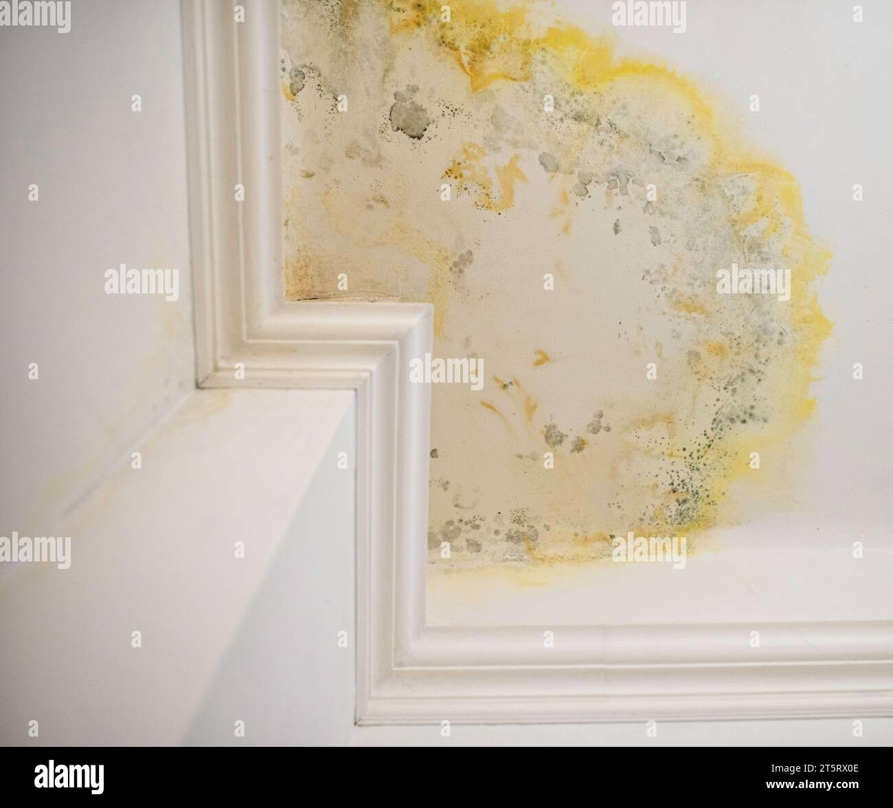 Gros plan du plafond endommagé avec du badigeonnage pelé, des taches et de la moisissure. Conséquences des fuites de toit. Travaux de rénovation requis. Inondation par les voisins Banque D'Images