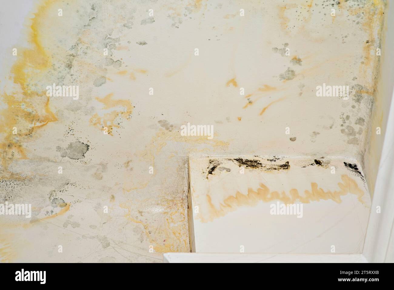 Gros plan du plafond endommagé avec du badigeonnage pelé, des taches et de la moisissure. Promotion des services d'entrepreneur de restauration. Inondation par les voisins. Afficher avant Banque D'Images