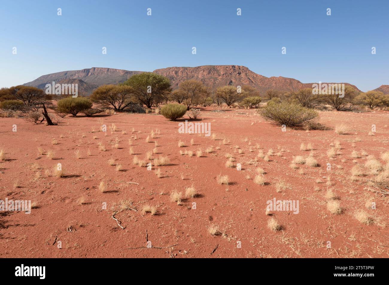 Tufs jaunes d'herbe devant Mt Augustus, une destination touristique populaire, Australie occidentale, Australie Banque D'Images