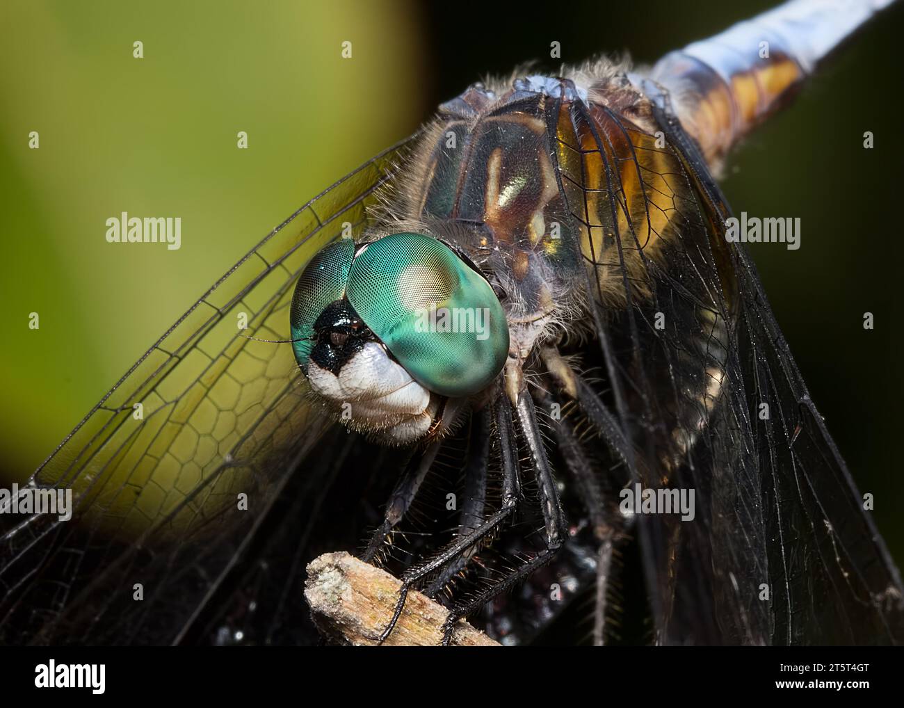 Extrême gros plan ou macro d'une libellule de Dasher Bleu très colorée (Pachydipax longipennis) perchée sur une petite brindille dans le nord du Minnesota USA Banque D'Images