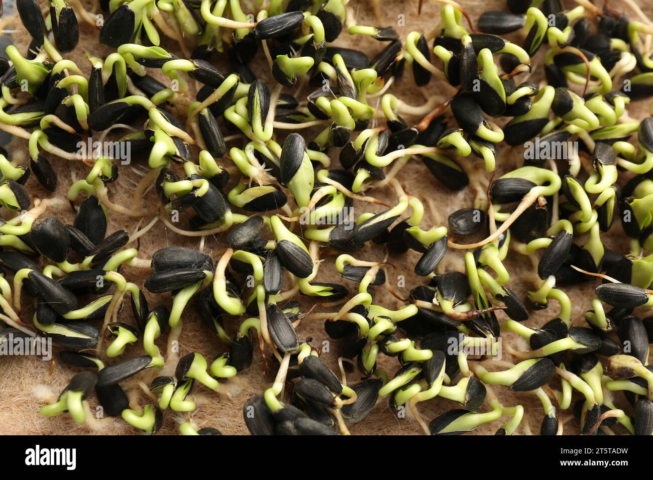 Culture de microgreens. Beaucoup de germes de tournesol sur tapis, closeup Banque D'Images