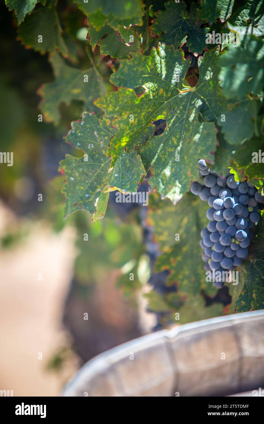 Raisins mûrs pour le vin sur le baril Banque D'Images