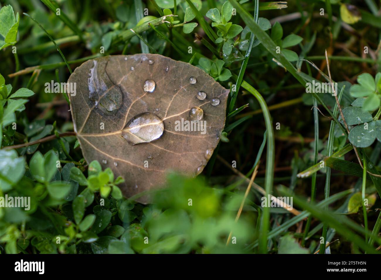 Gouttes de rosée sur une feuille tombée - gros plan de gouttes de rosée sur une feuille tombée dans un champ de trèfles Banque D'Images