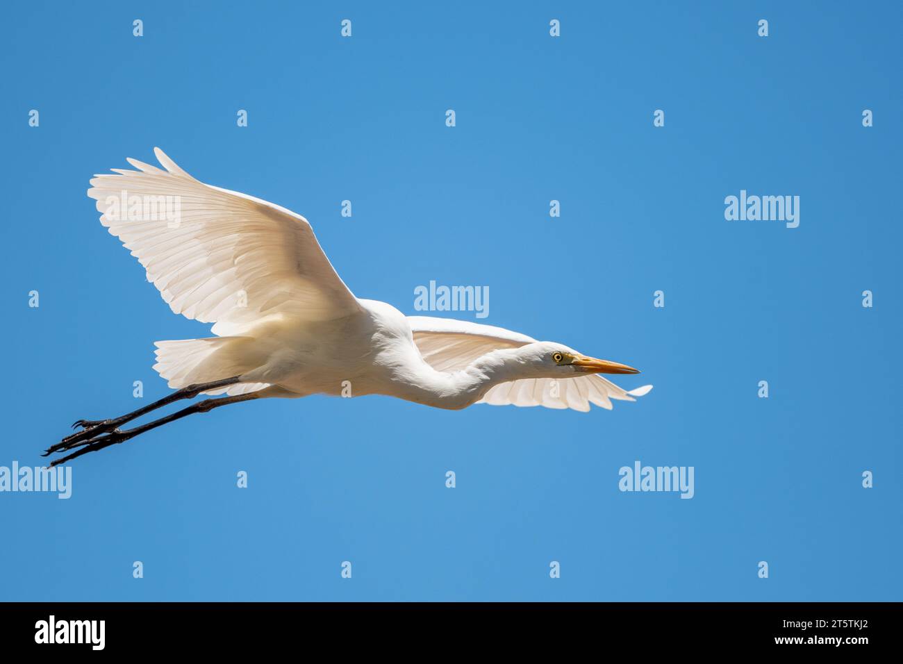 Un seul Itermediate Egret en vol à travers un ciel bleu et sans nuages au-dessus de Hasties Swamp sur les plateaux d'Atherton en Australie. Banque D'Images