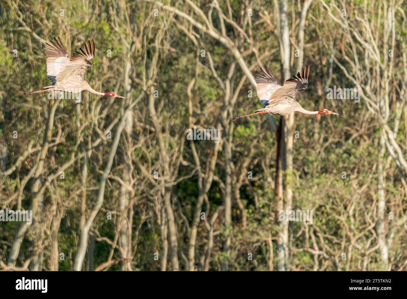 Une paire accouplée de sarus Cranes en vol vers leur zone humide matinale, zone d'alimentation de la réserve faunique Hasties Swamp à Atherton, Australie. Banque D'Images