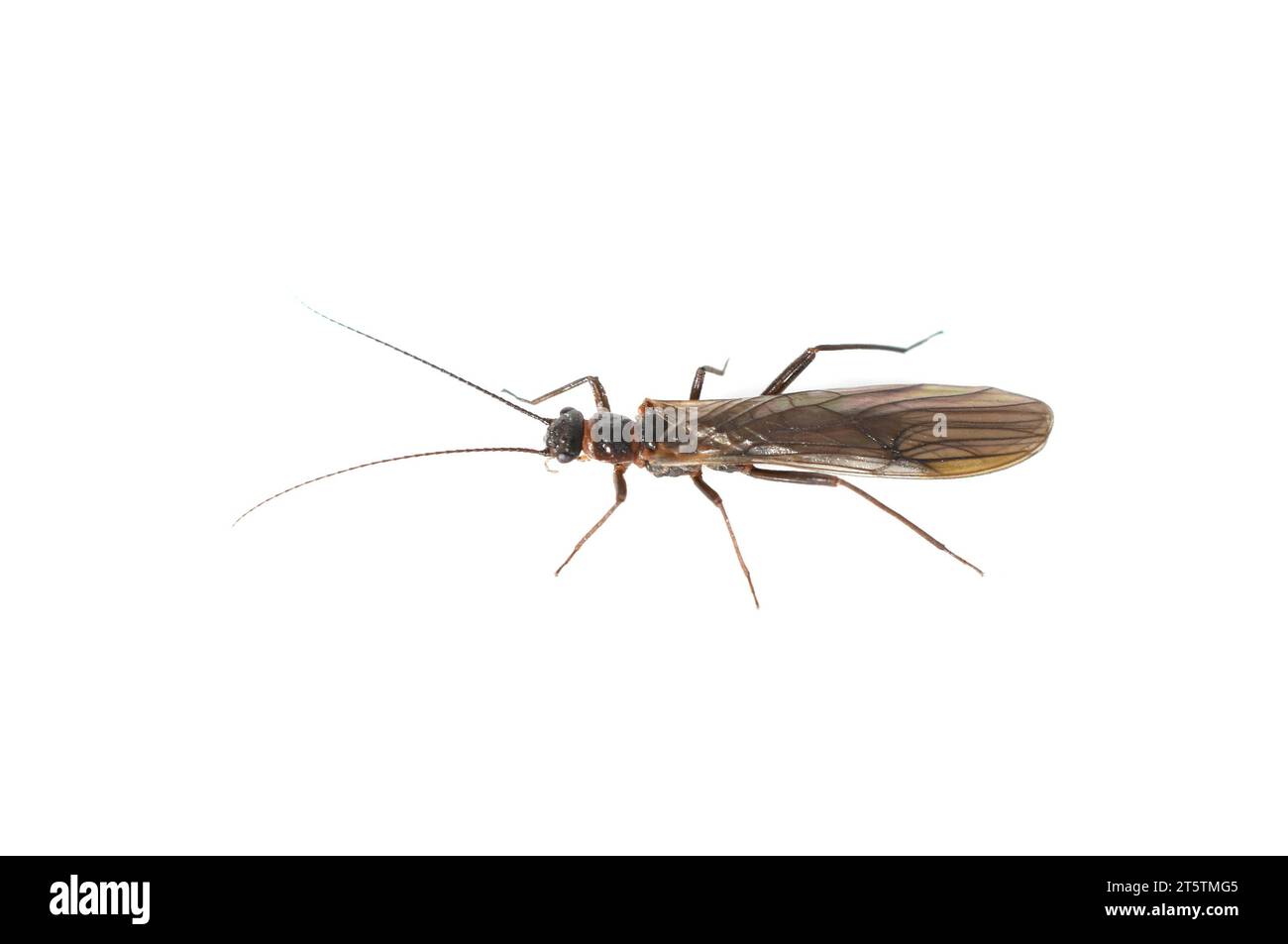 Gros plan sur des plecoptères de stonefly de couleur foncée isolés sur fond blanc Banque D'Images