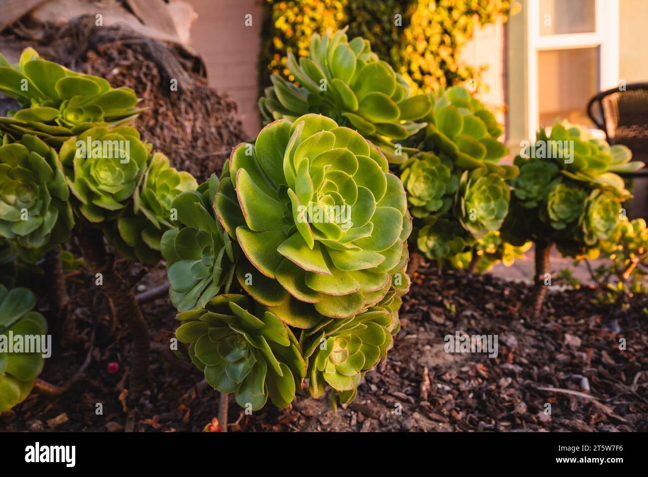 Tree Aeonium, ou Aeonium arboreum, ou rose irlandaise, amas en forme de cône de succulentes vert-jaune. Succulente décorative avec de faibles besoins en eau, Banque D'Images