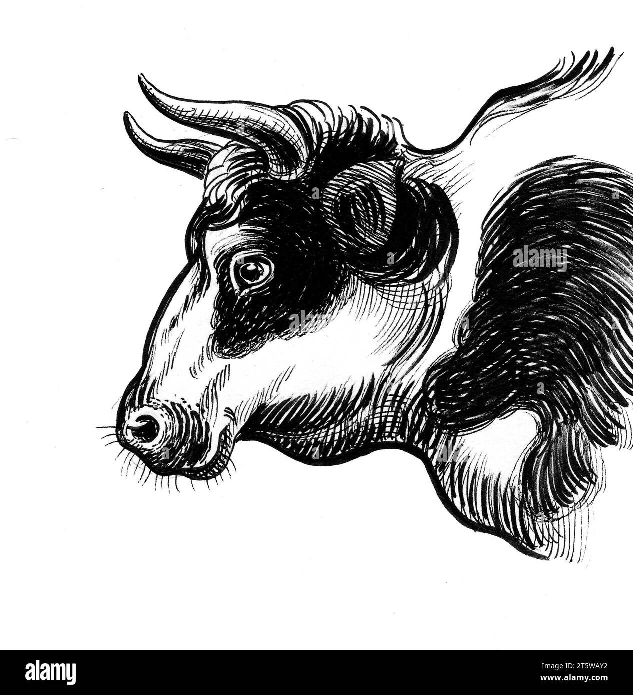 Tête de Bull. Illustration noire et blanche dessinée à la main à l'encre de style rétro Banque D'Images