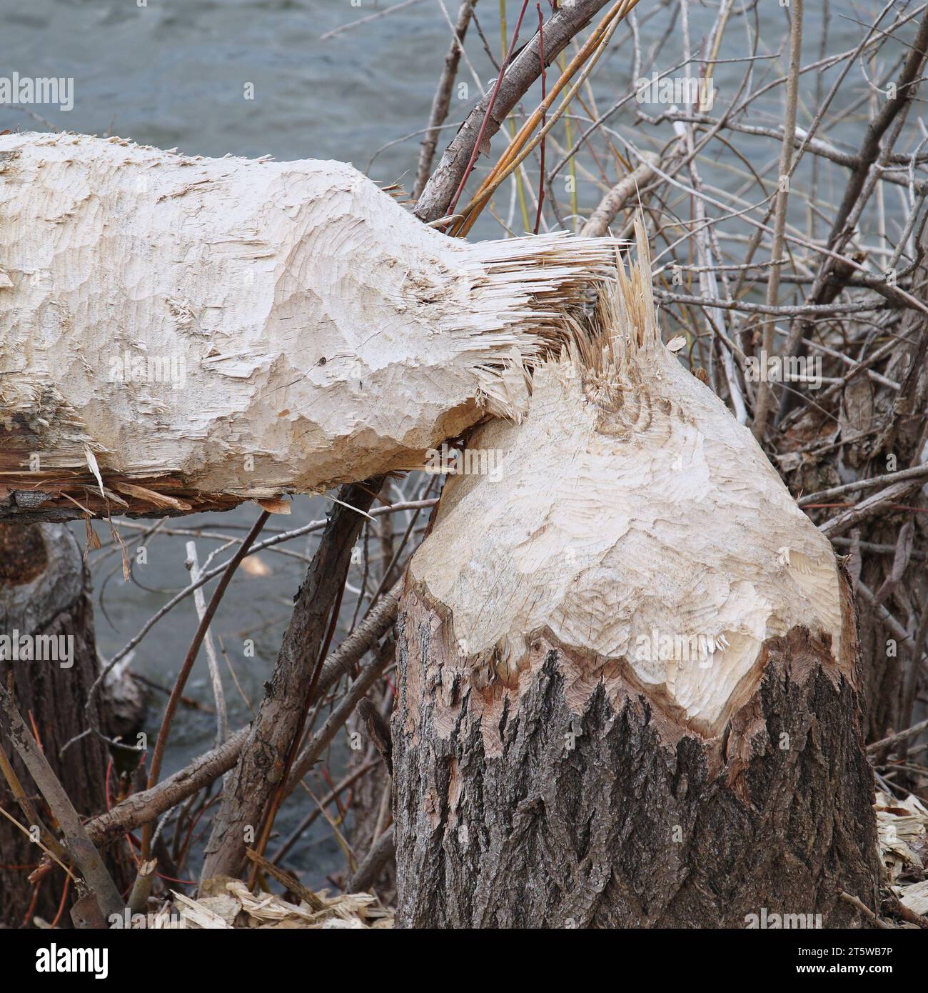 Des troncs d'arbres sur la rive du lac ont rongé et ont été abattus par un castor Banque D'Images