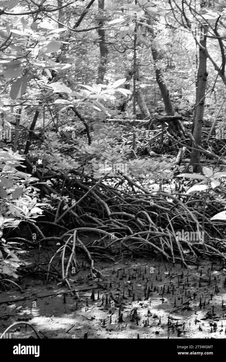 image infrarouge de la forêt de mangroves broussailleuse. Banque D'Images