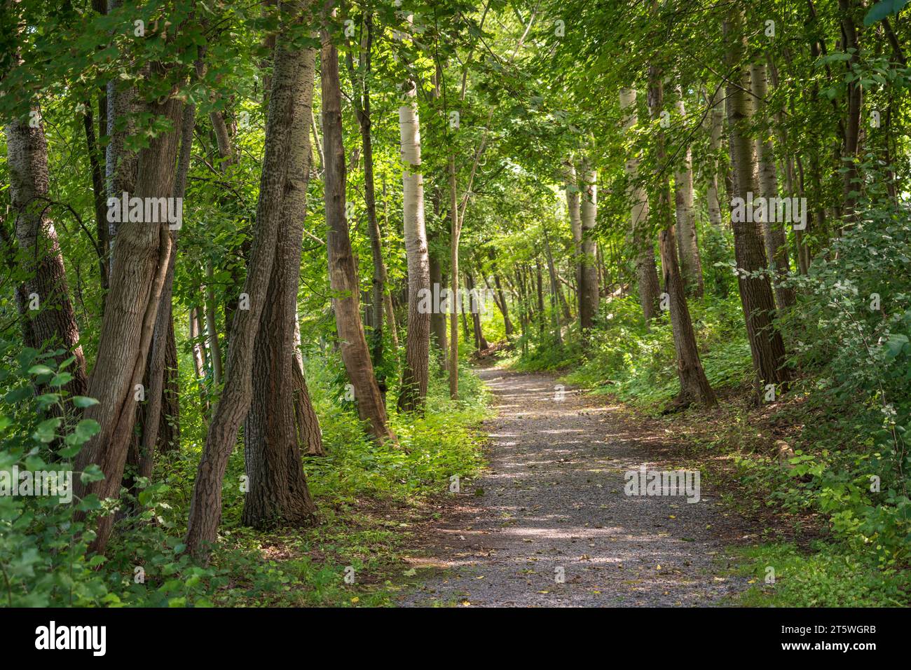 Sentier de randonnée Seneca-Cayuga Canal, New York, États-Unis Banque D'Images