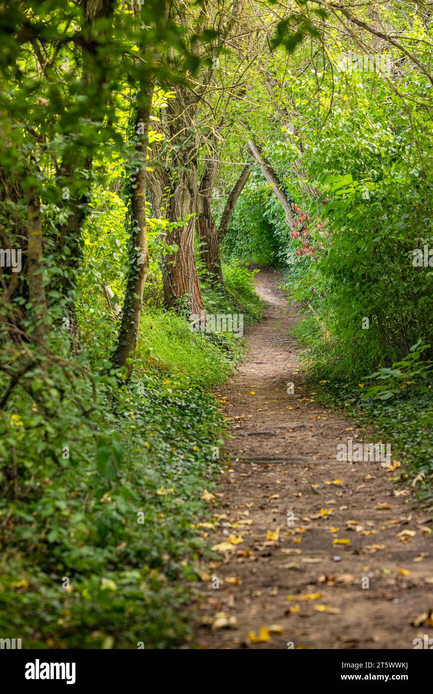 Portrait d'un sentier de randonnée mystique à travers une nature verdoyante avec des arbres et des buissons Banque D'Images Portrait d'un sentier de randonnée mystique à travers une nature verdoyante avec des arbres et des buissons Banque D'Images