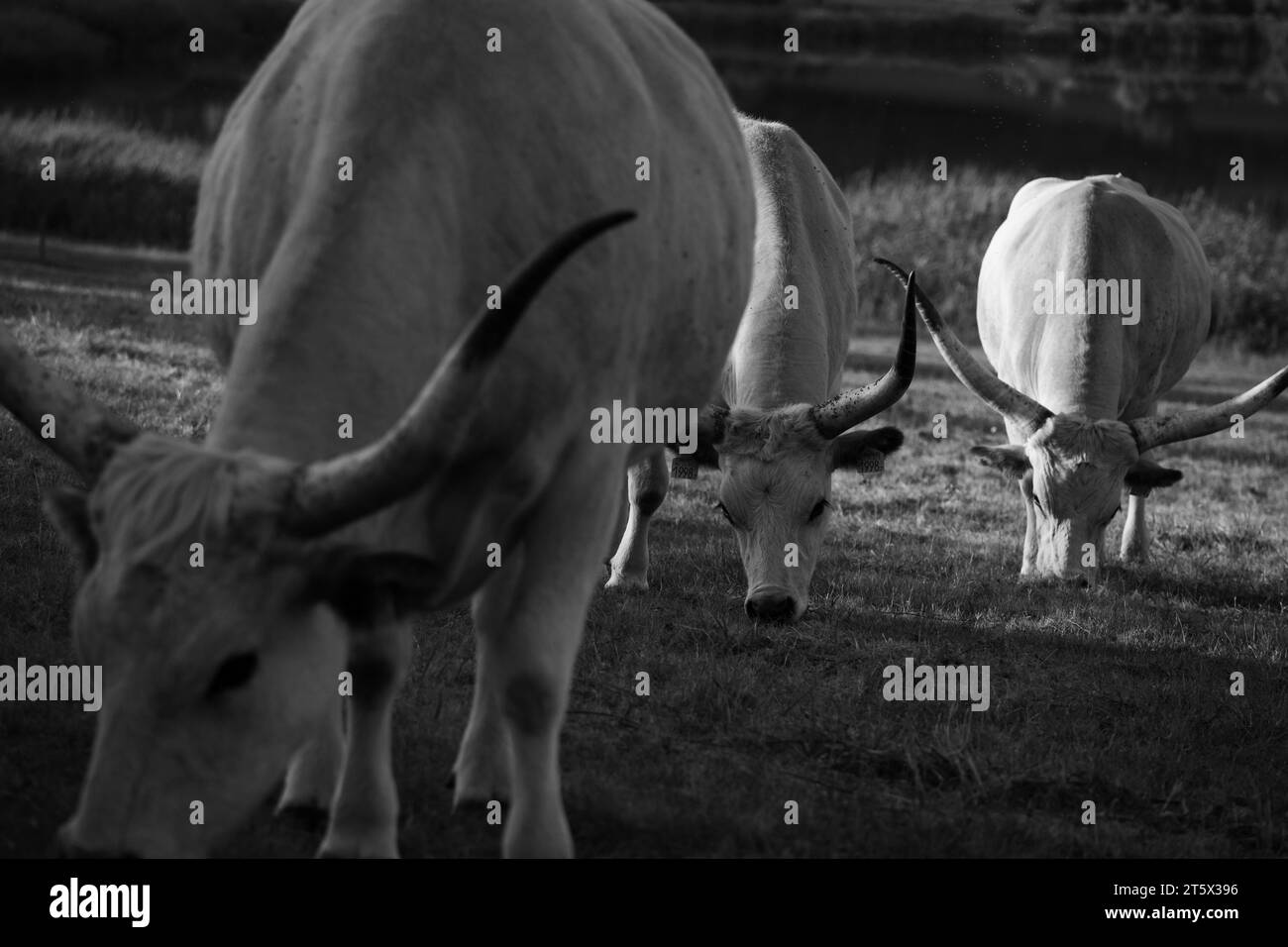 Broutage de poulaillers gris hongrois (Bos primigenius taurus hungaricus) sur le champ. Noir et blanc. Banque D'Images