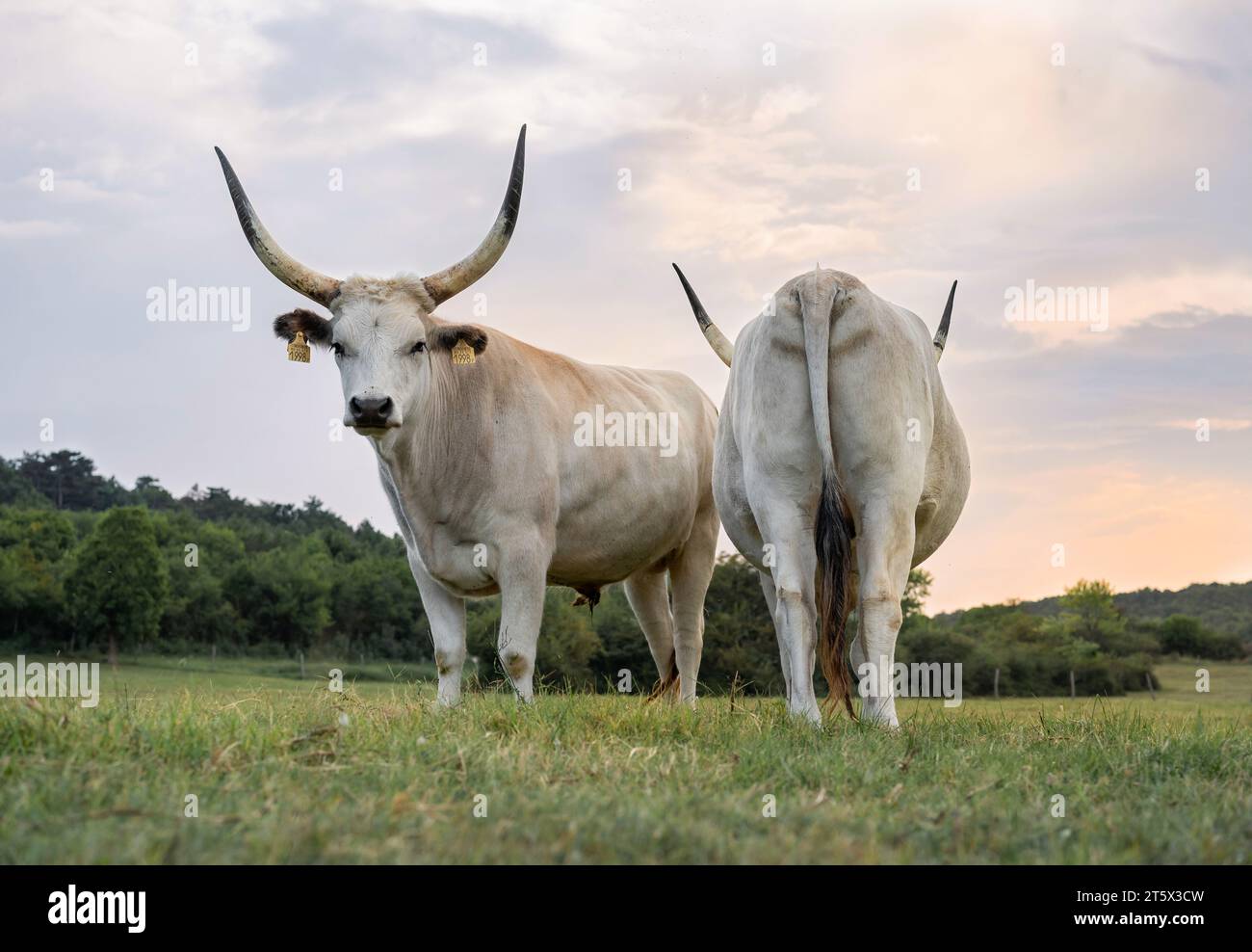 Des poulets gris hongrois (Bos primigenius taurus hungaricus) sont debout dans le champ. Banque D'Images