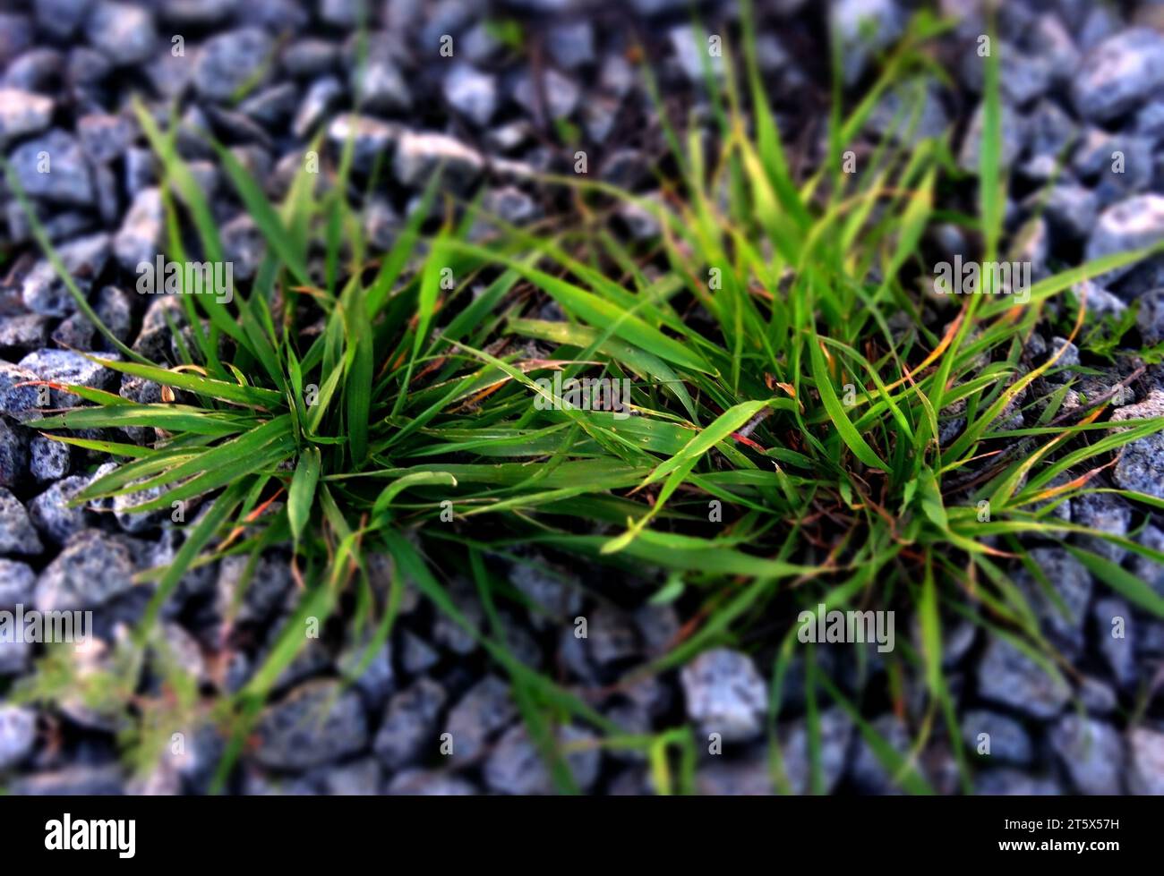 Pousses d'herbe poussant à travers Gravel Stones Soft Focus Banque D'Images