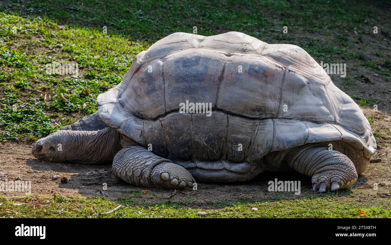 Tortue géante d'Aldabra (Aldabrachelys gigantea, famille : Testudinidae). Banque D'Images