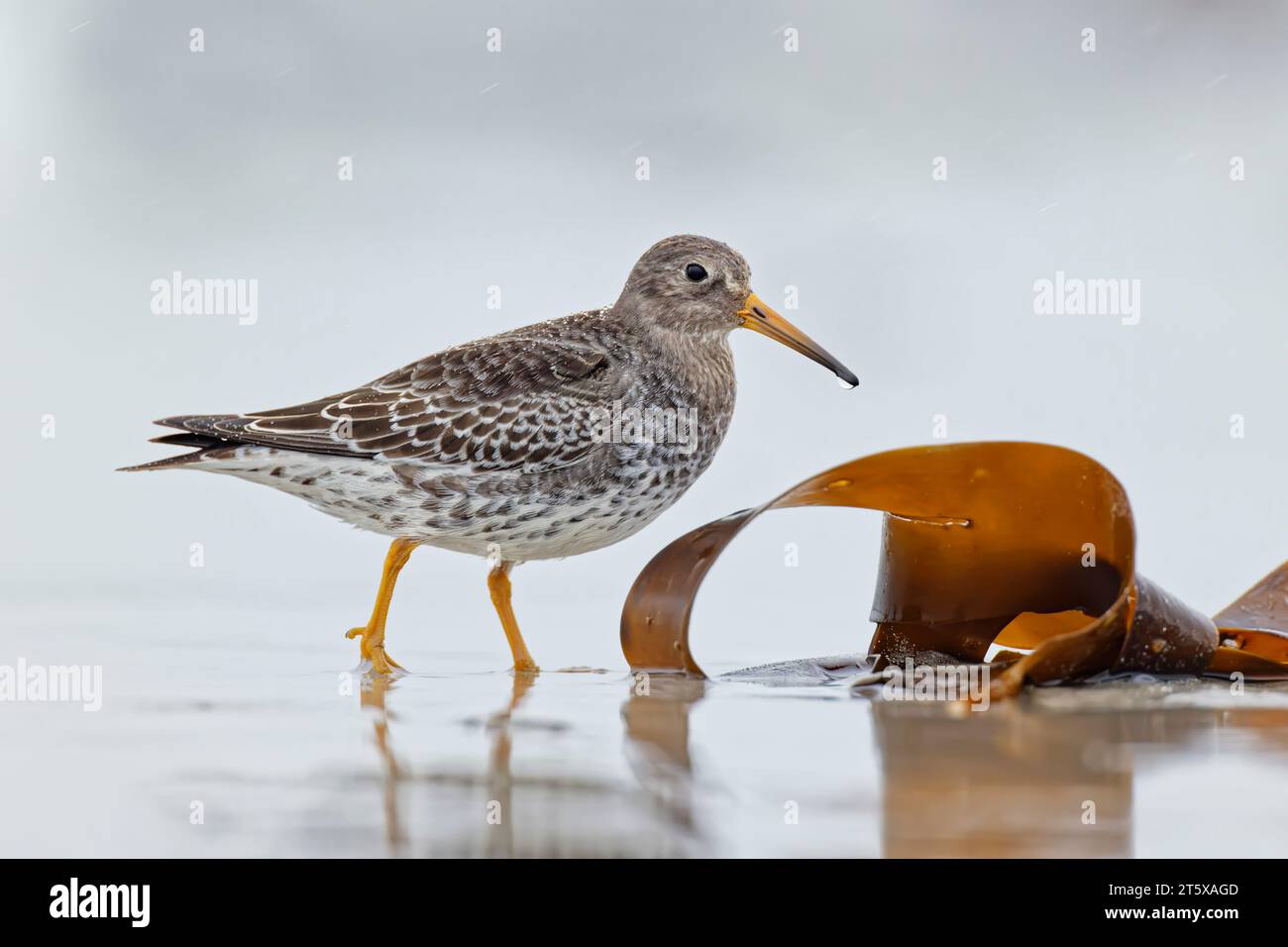 Purple Sandpiper, Calidris maritima, rivage, échassier, Helgoland, Allemagne Banque D'Images