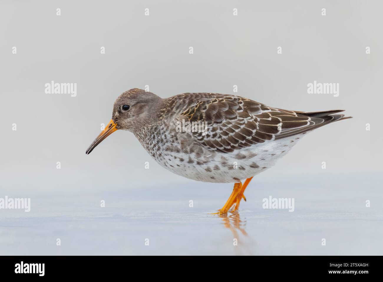 Foreaging, Purple Sandpiper, Calidris maritima, rivage, échassier, Heligoland, Allemagne Banque D'Images