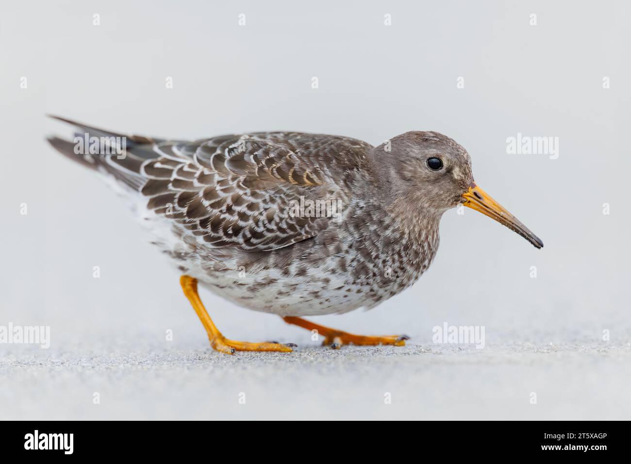 Foreaging, Purple Sandpiper, Calidris maritima, rivage, échassier, Heligoland, Allemagne Banque D'Images