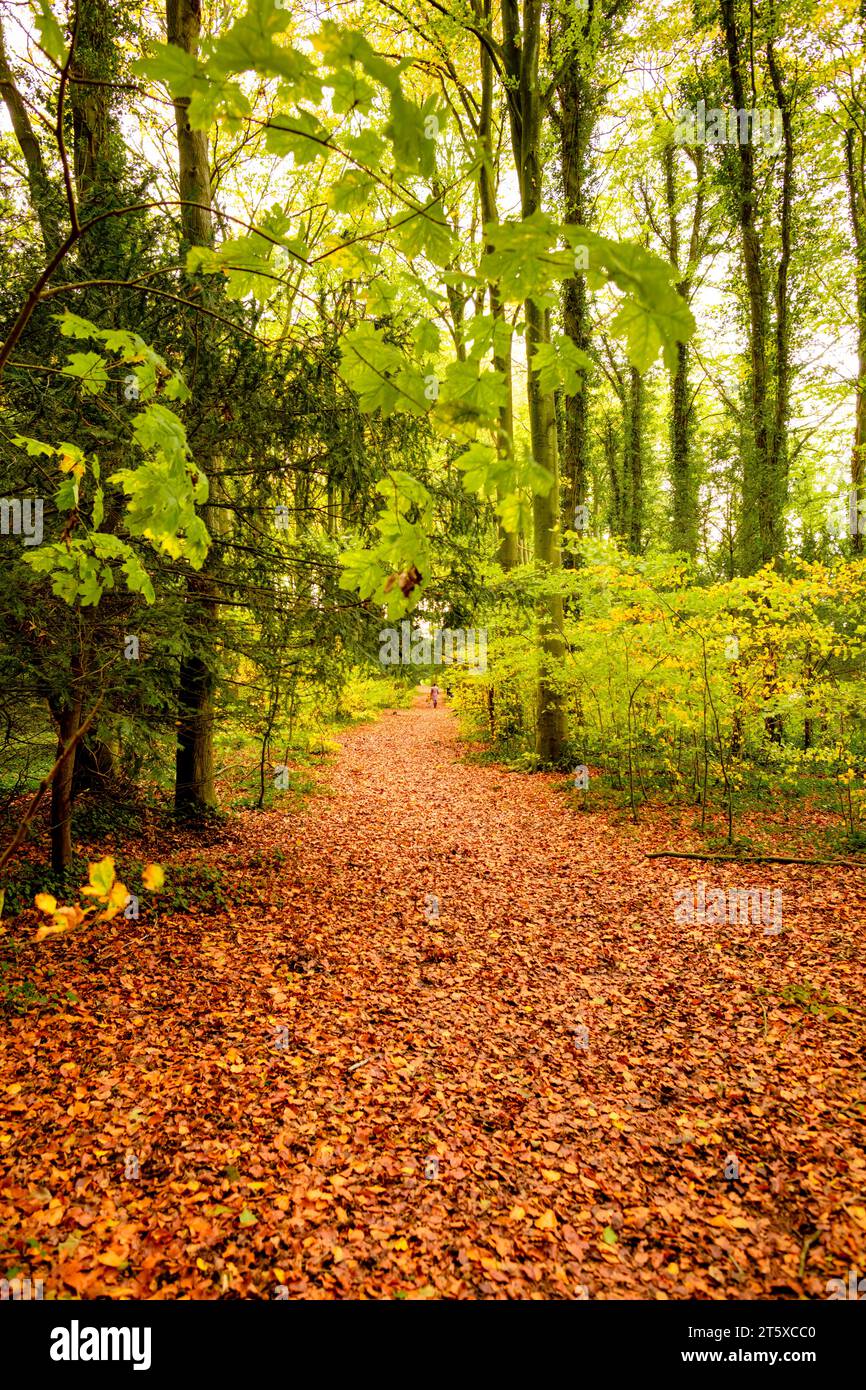 Forêt de hêtre, automne, promenade en forêt. Wiltshire. Angleterre. Banque D'Images