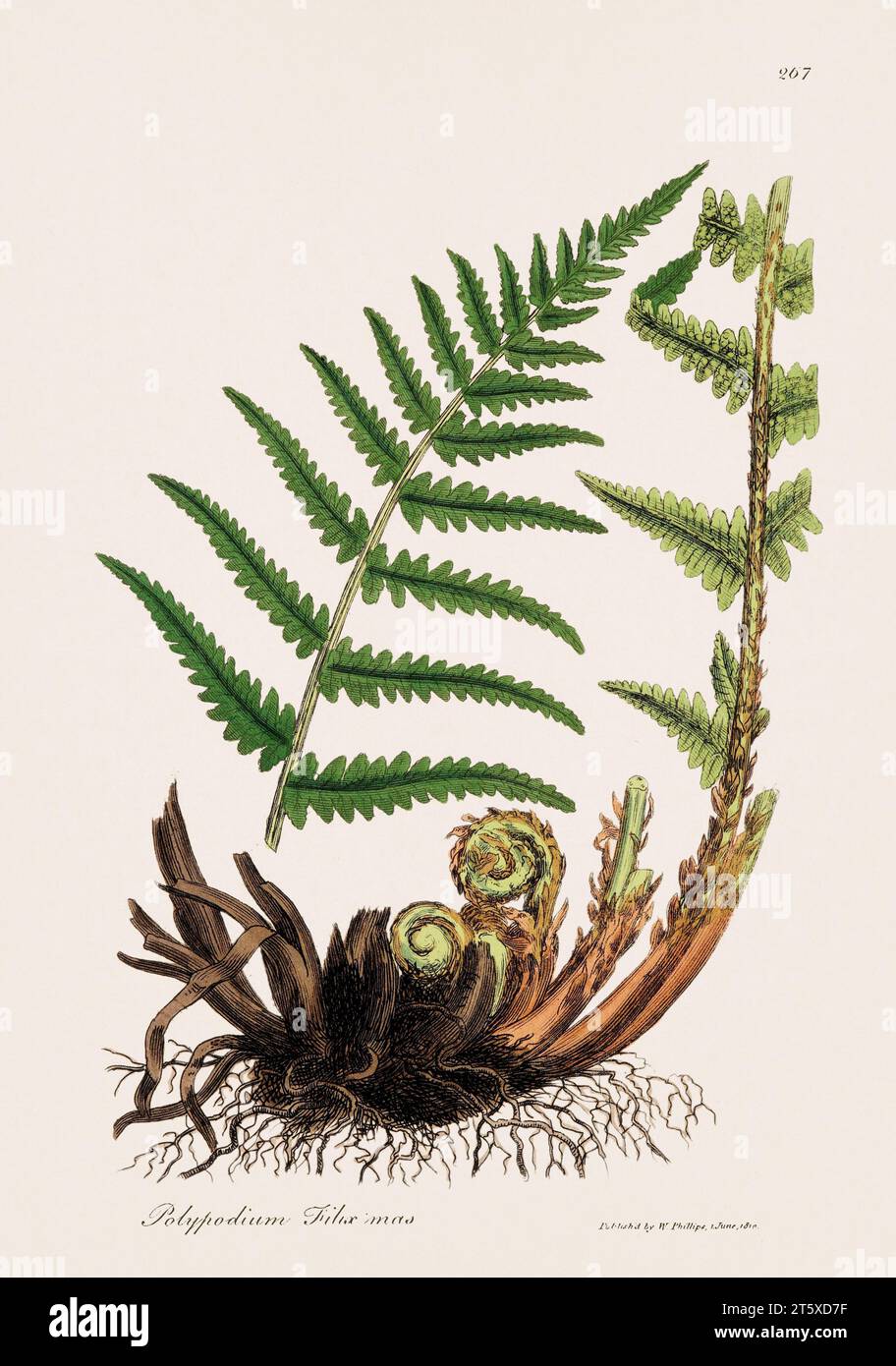 Fern mâle. Illustration botanique : œuvre botanique médicale antique d'une assiette de livre botanique du 19e siècle. Banque D'Images