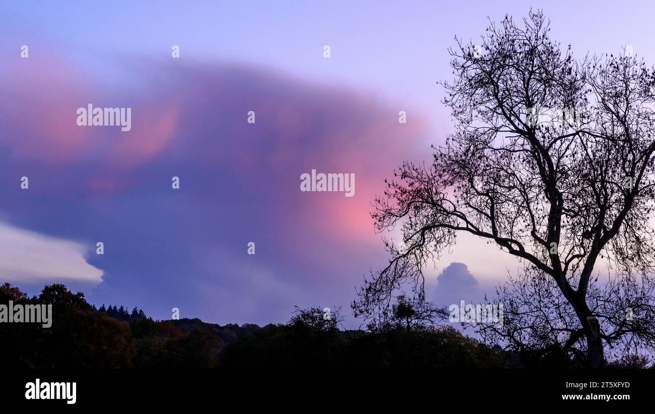 Cumulonimbus nuage avec bords roses et arbre au crépuscule, Royaume-Uni Banque D'Images