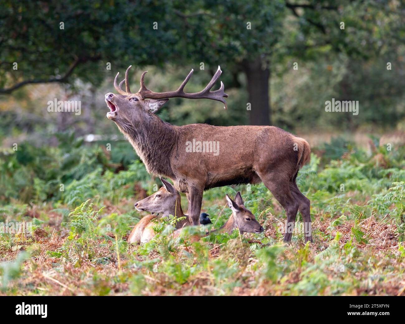 Stag appelant à Richmond Park Banque D'Images