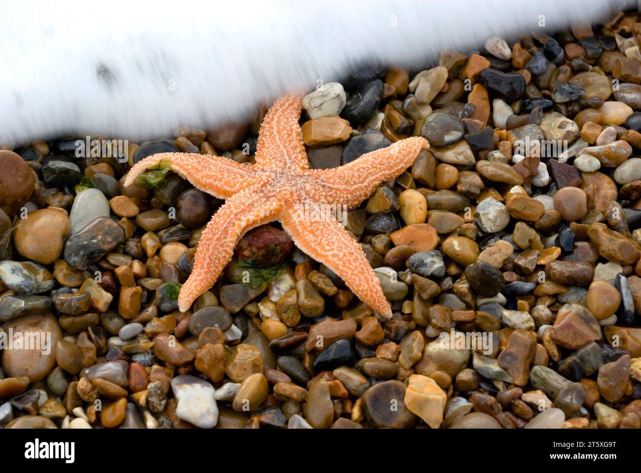 Starfish a échoué sur Beach. Banque D'Images