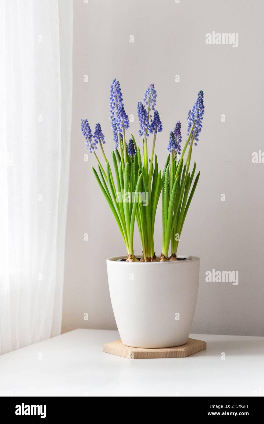 Fleurs de muscari bleues en pot blanc Banque D'Images
