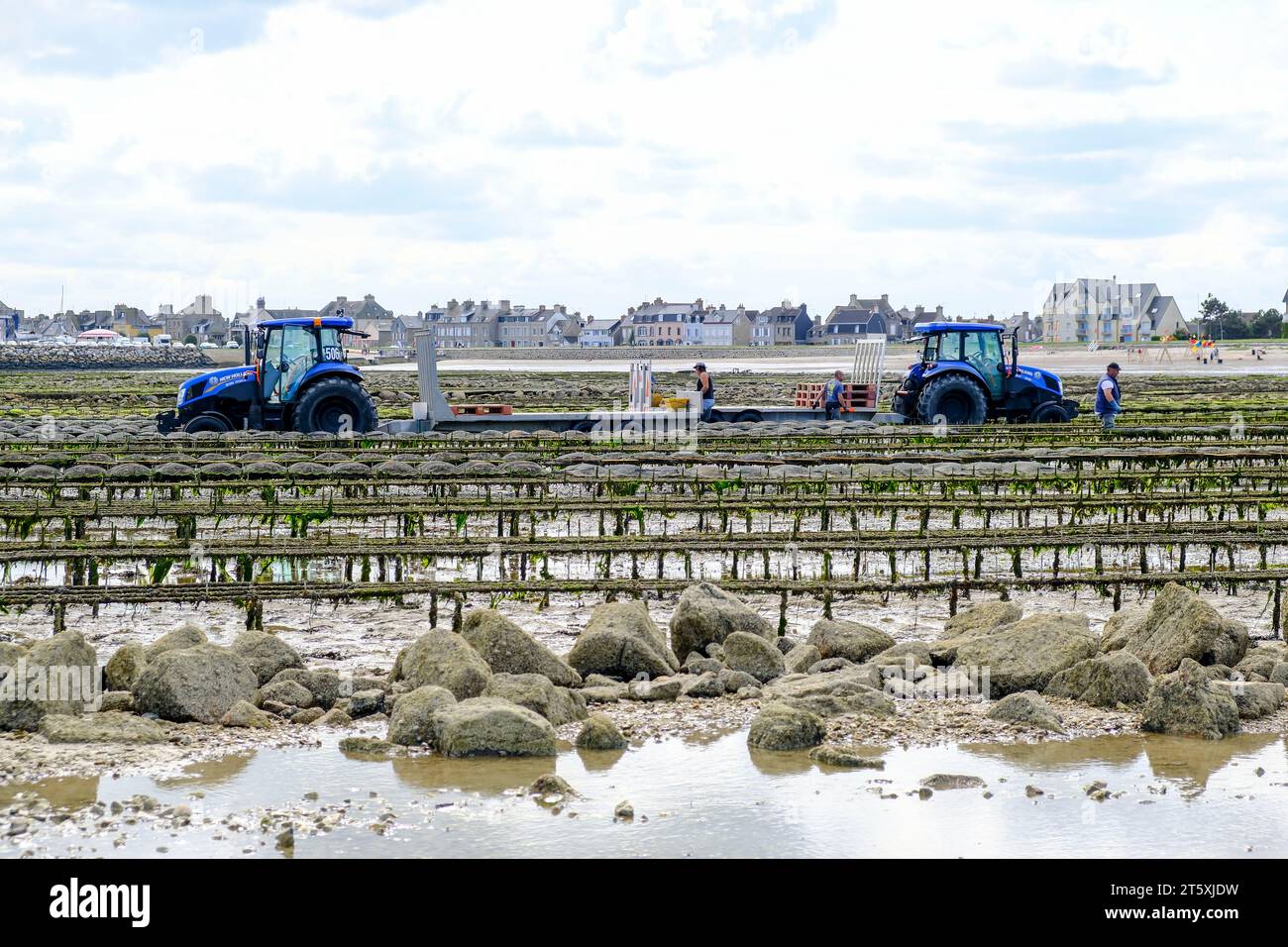 Frankreich, Saint-Vaast-la-Hougue, 30.08.2023 : Austernzüchter BEI der Arbeit BEI Niedrigwasser in den Austernbänken in Saint-Vaast-la-Hougue auf der H. Banque D'Images