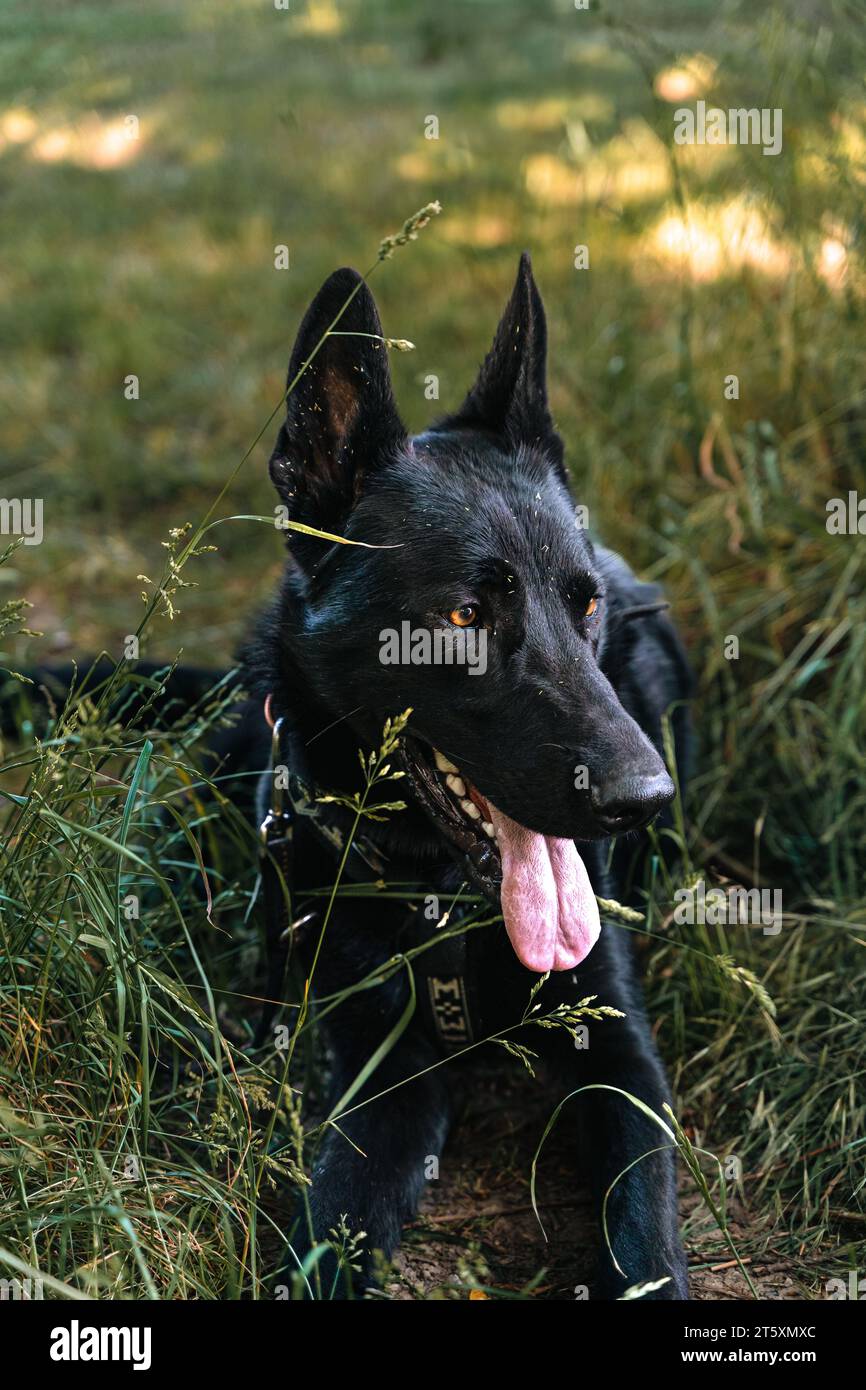 Chien berger allemand noir couché sur l'herbe en été Banque D'Images