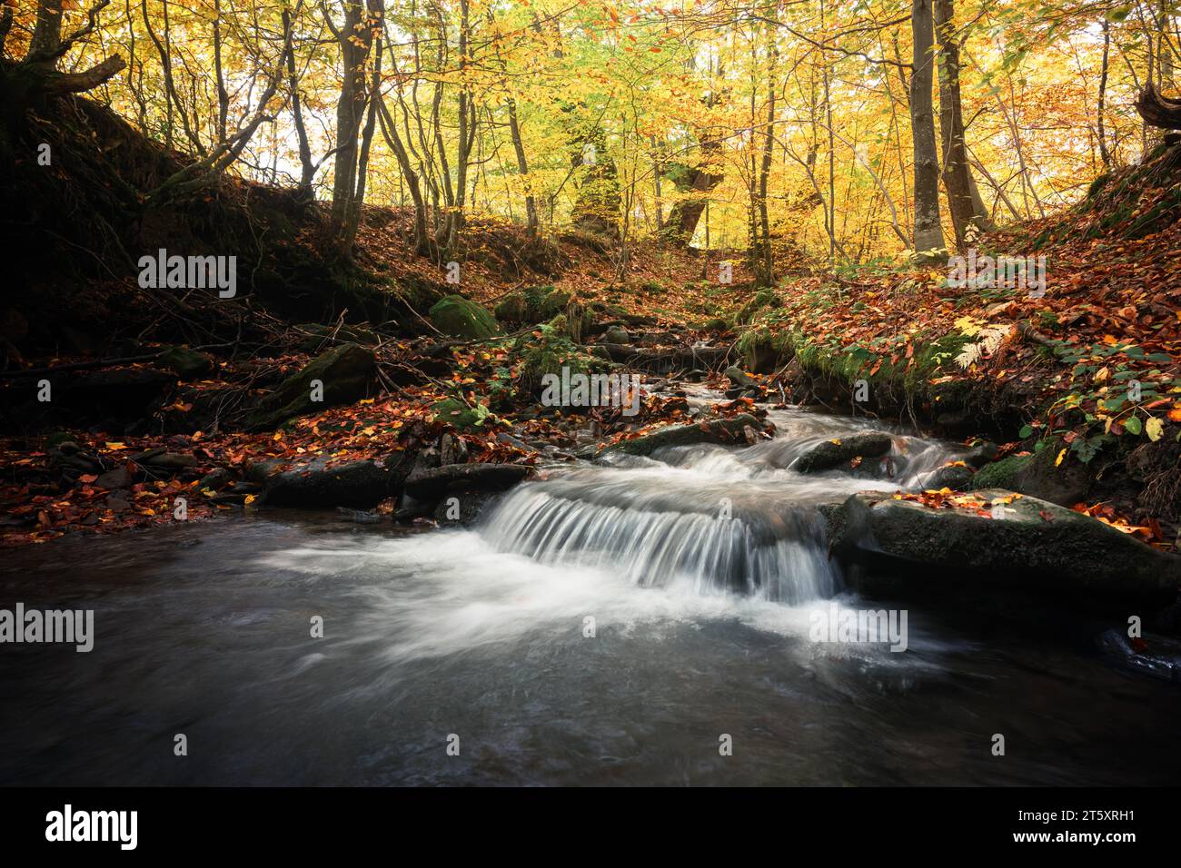 Ruisseau de montagne pur dans la forêt d'automne colorée. Scène sauvage avec de l'eau claire, des feuilles orangées et des arbres jaunes. Arrière-plan de la nature Banque D'Images