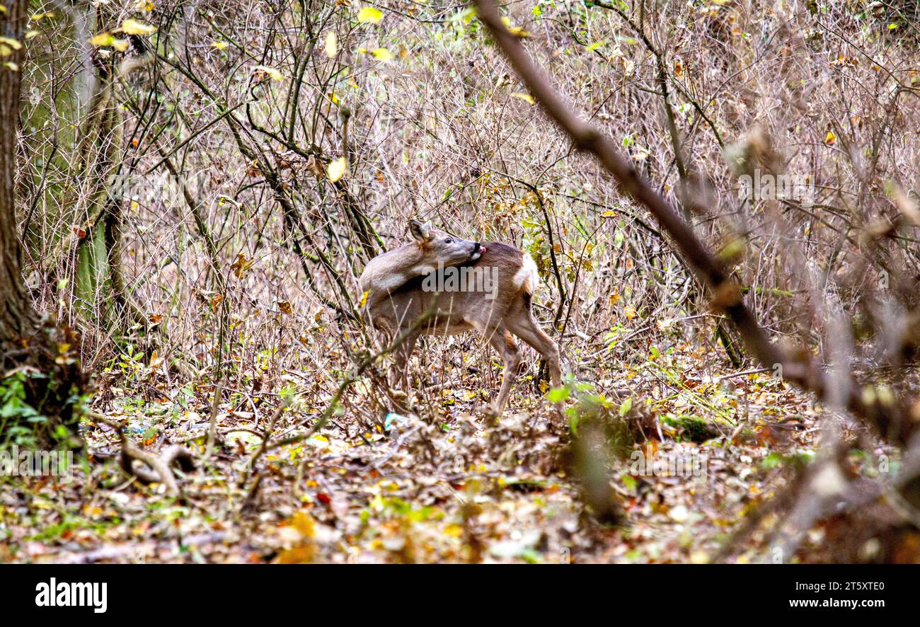 Dundee, Tayside, Écosse, Royaume-Uni. 7 novembre 2023. Météo britannique : une douce matinée d'automne au Dundee Camperdown Country Park produit de magnifiques vues automnales, avec de jeunes Roe Deer à croupe blanche errant dans les bois du parc. Crédit : Dundee Photographics/Alamy Live News Banque D'Images