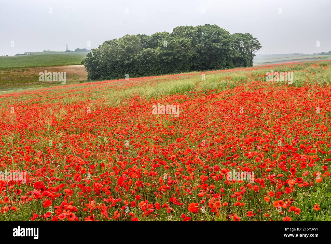 Un champ de coquelicots de maïs (Papaver rhoeas) en pleine floraison au milieu de l'été, dans le Weald of Kent, Royaume-Uni Banque D'Images