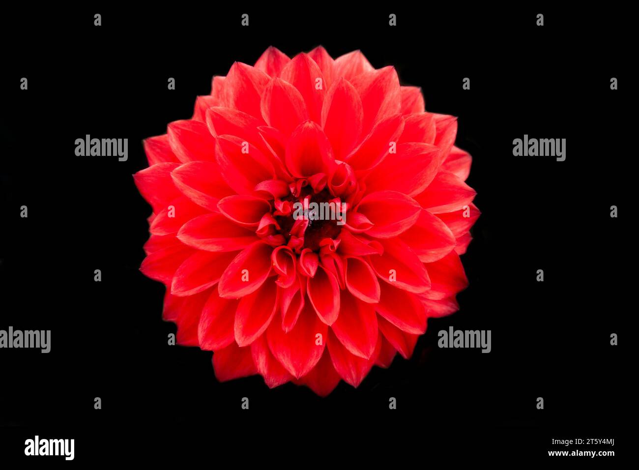 Fleur rouge brillante, en pleine floraison, posée sur un fond noir. Banque D'Images