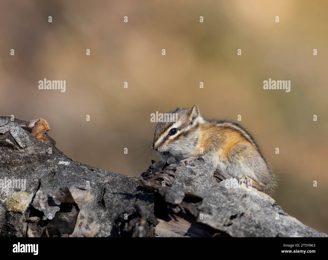 Moins de chipmunk sur la linb d'arbre à la recherche Banque D'Images