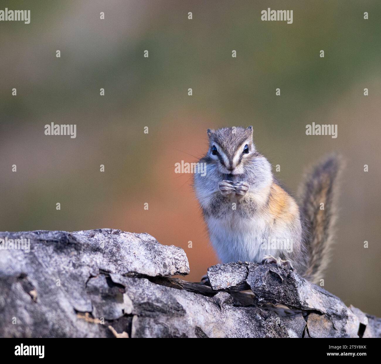 Moins de chipmunk sur la linb d'arbre mangeant Banque D'Images