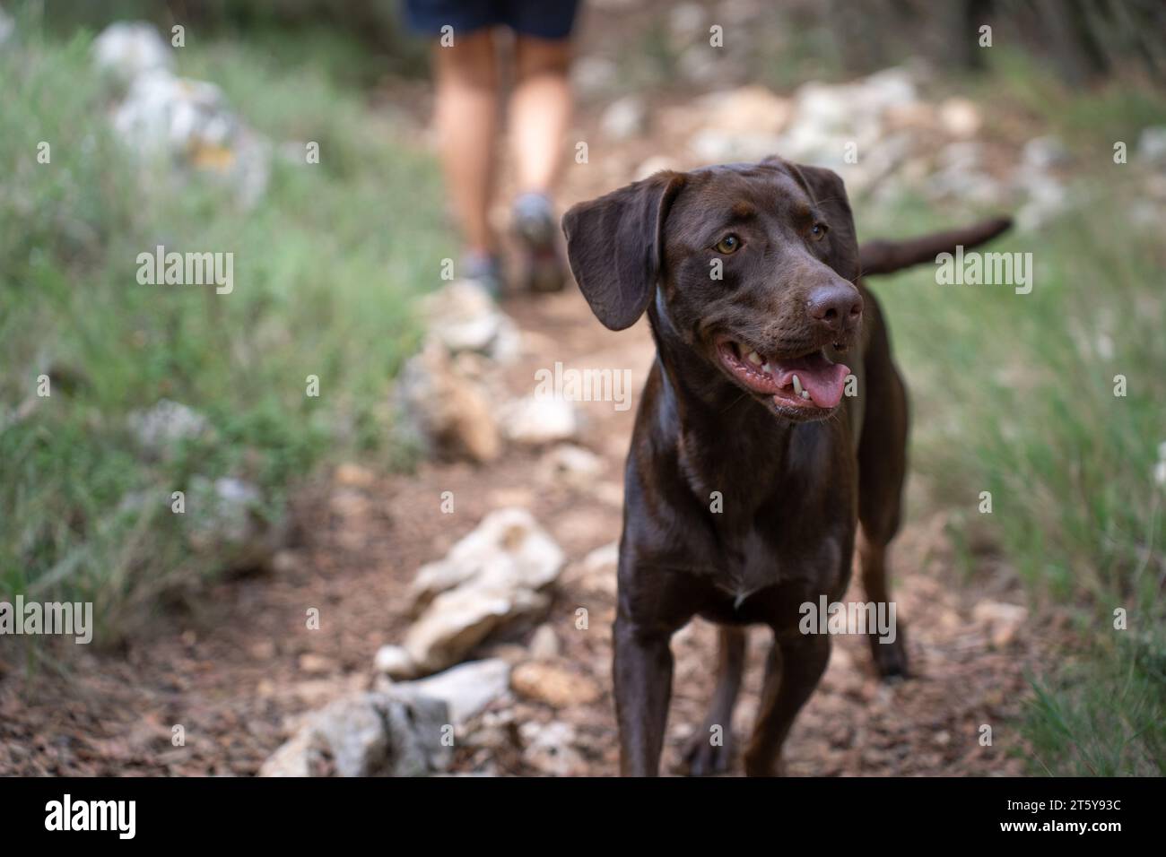 Portrait rapproché d'un Labrador retriever châtaignier sur un sentier de randonnée au milieu de la campagne. Animaux de compagnie concept Banque D'Images