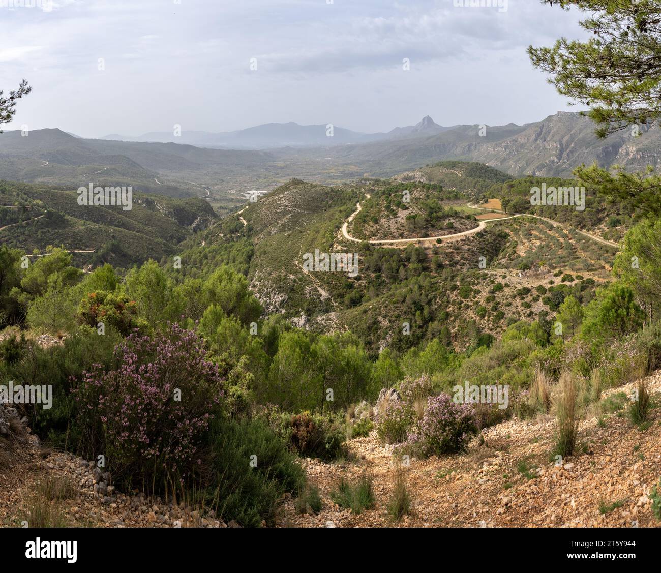 Vues sur la vallée du Serpis près de Lorcha, dans la province de Valence, Espagne avec une végétation débordante. Concept de conservation de la nature Banque D'Images