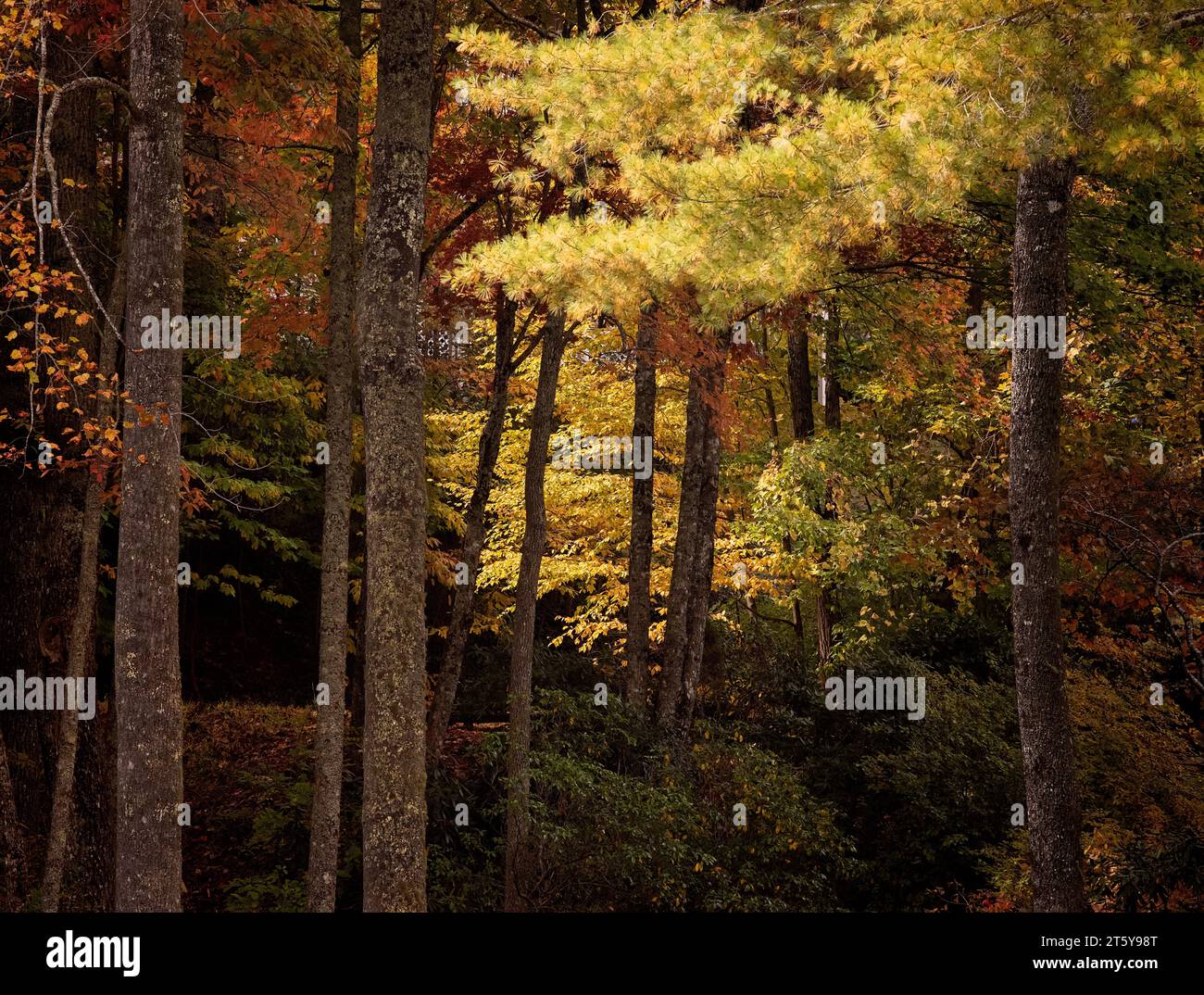 Couleurs dorées dans la forêt, l'ouest de la Caroline du Nord en automne, cadre rural des couleurs d'automne Banque D'Images